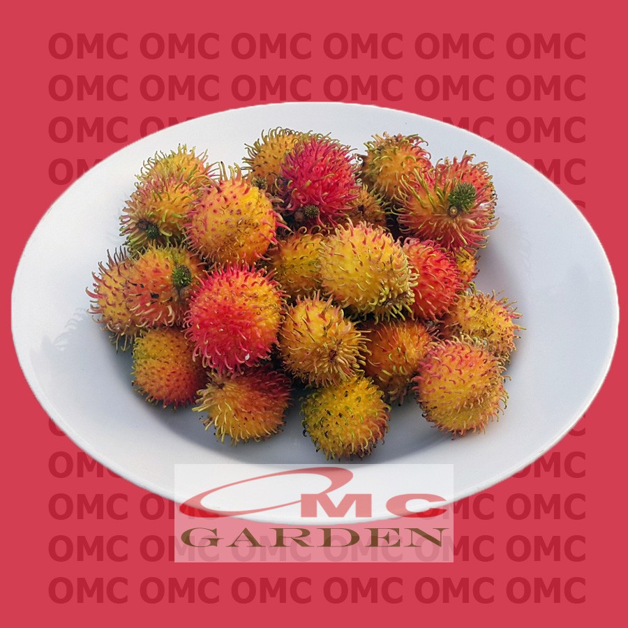 Jual Buah Rambutan Rapiah Ropiah 500 Gram RR-BH-500G | Shopee Indonesia
