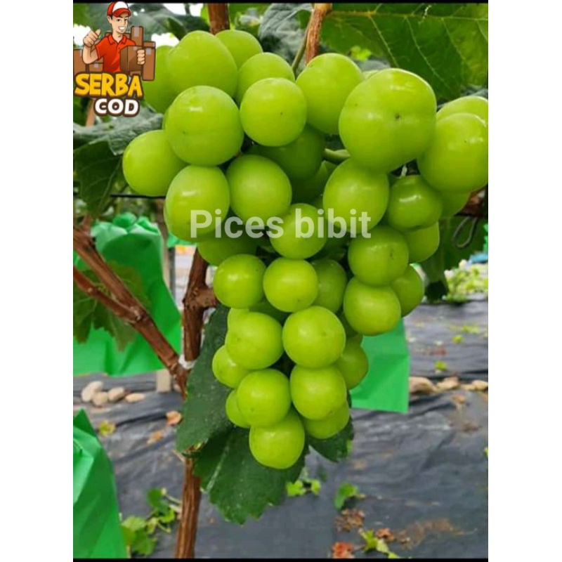 bibit anggur hijau super manis