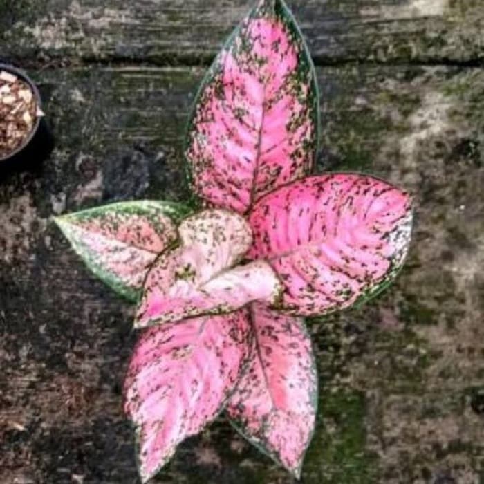 Jual bunga aglonema ruby kirana | Shopee Indonesia