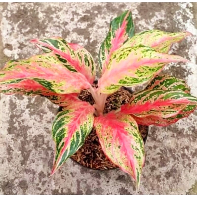 Jual tanaman hias aglonema Butterfly - aglaonema Butterfly - tanaman hias  hidup - bunga hidup - bunga aglonema - aglaonema merah - aglonema merah -  aglonema murah - aglaonema murah | Shopee Indonesia