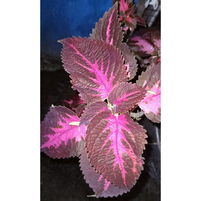 Jual Tanaman Miana Pink Merah Gelap (Violet) Indoor Outdoor | Shopee ...