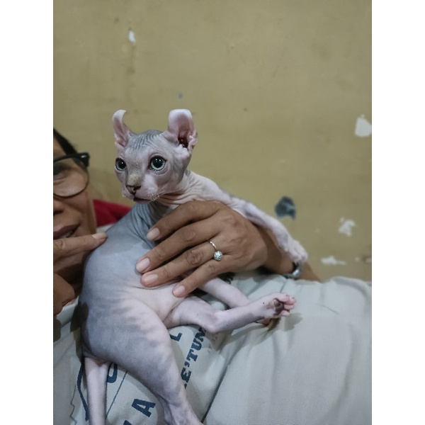 Jual kucing Sphynx Elf | Shopee Indonesia