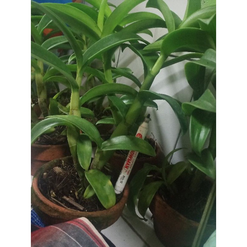 Jual Bisa Cod Tanaman Hias Anggrek Dendrobium Dewasa Remaja Seedling Silakan Dipilih Shopee