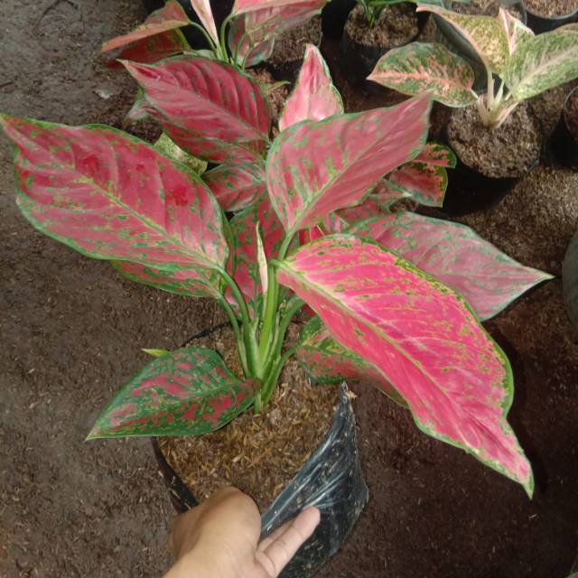 Jual AGLAONEMA RED KING JUMBO | Shopee Indonesia