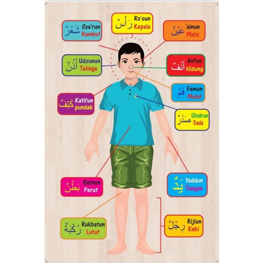 Jual Puzzle Bagian Tubuh Bahasa Arab | Shopee Indonesia