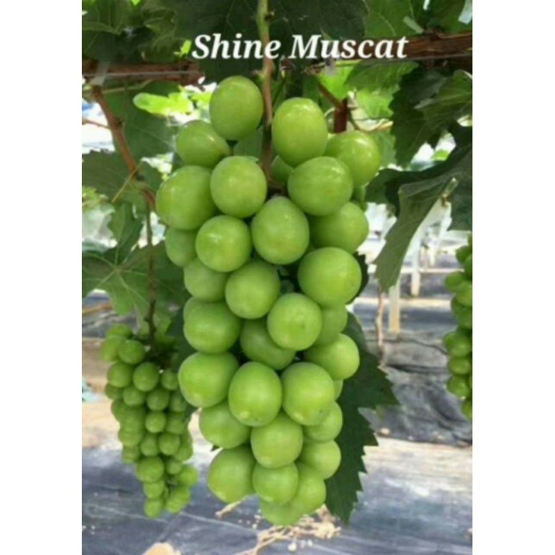 Bibit Anggur Shine Muscat (hasil grafting) cepat berbuah