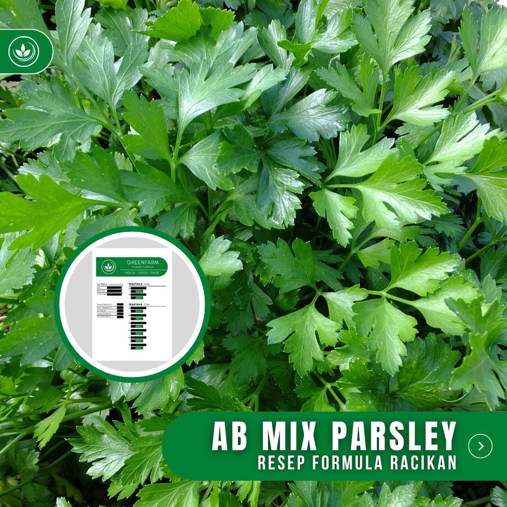 Jual Resep AB Mix Parsley Formula Racikan Nutrisi Tanaman Parsley ...