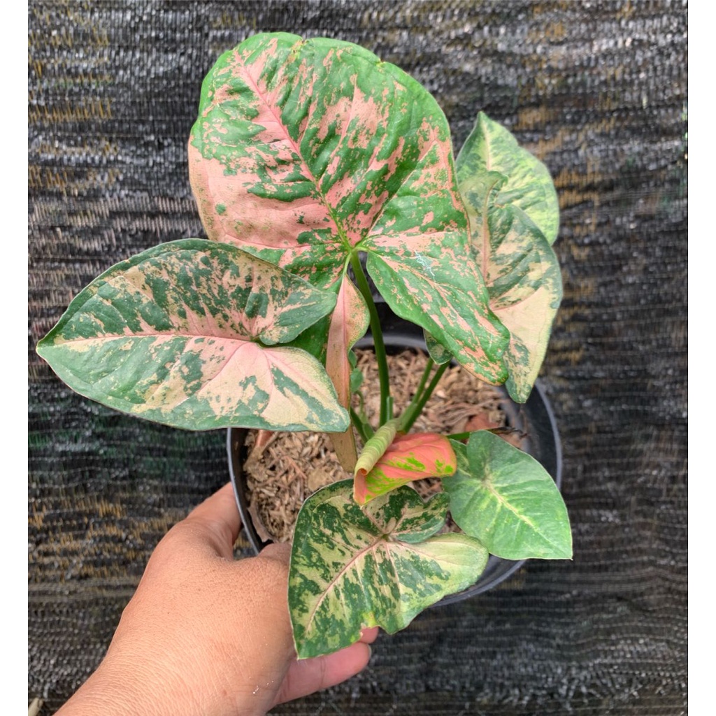 Jual Syngonium Pink Flacked / Syngo Pink Flecked | Shopee Indonesia