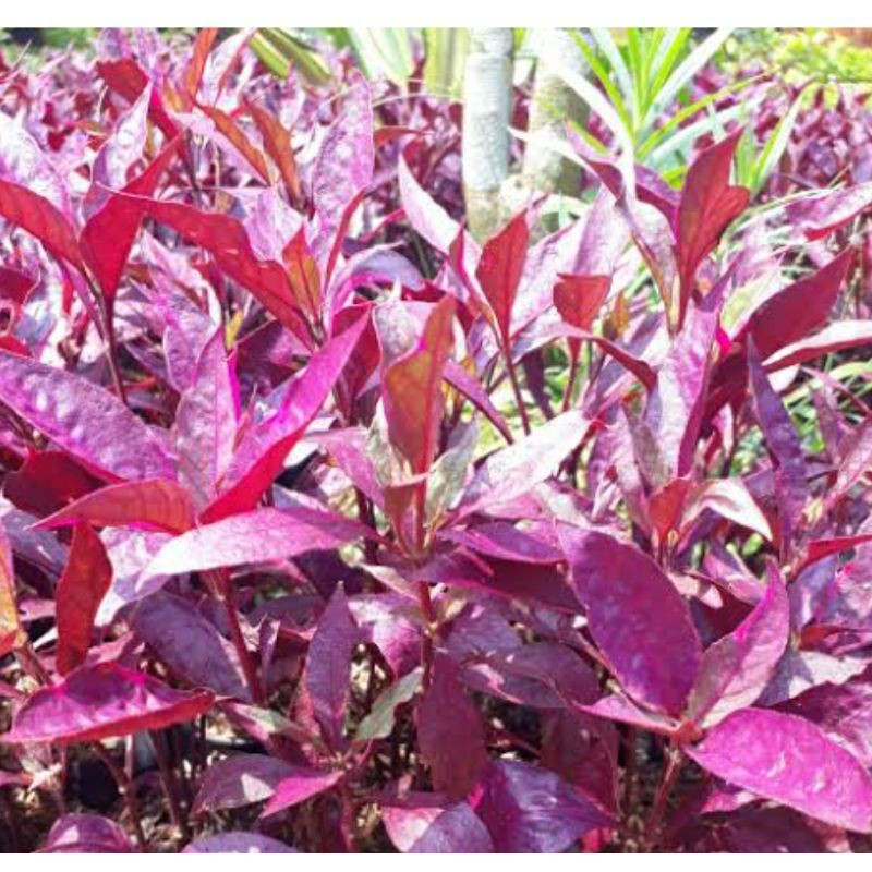 Jual tanaman hias daun merah | erpah | Shopee Indonesia