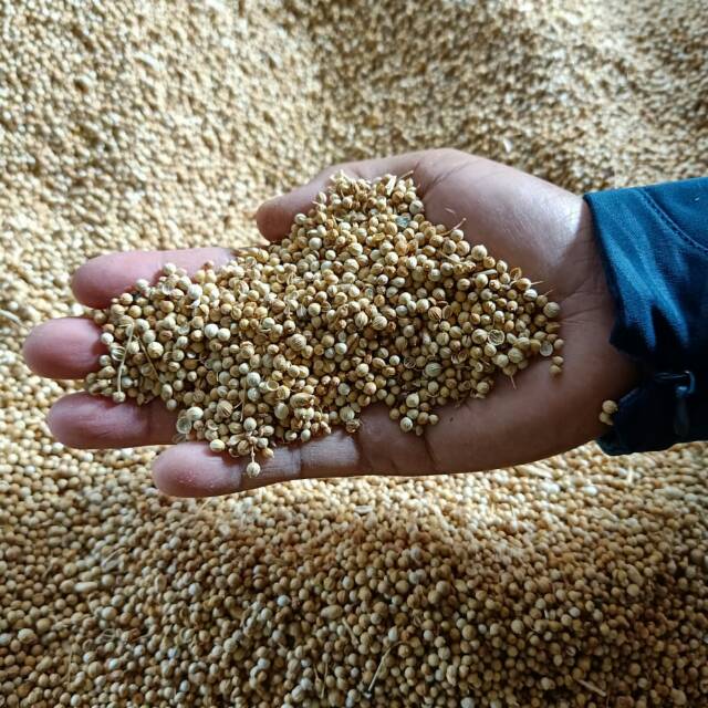 Jual ketumbar bulat kuning ketumbar putih tumbar bersih 1 kg | Shopee ...
