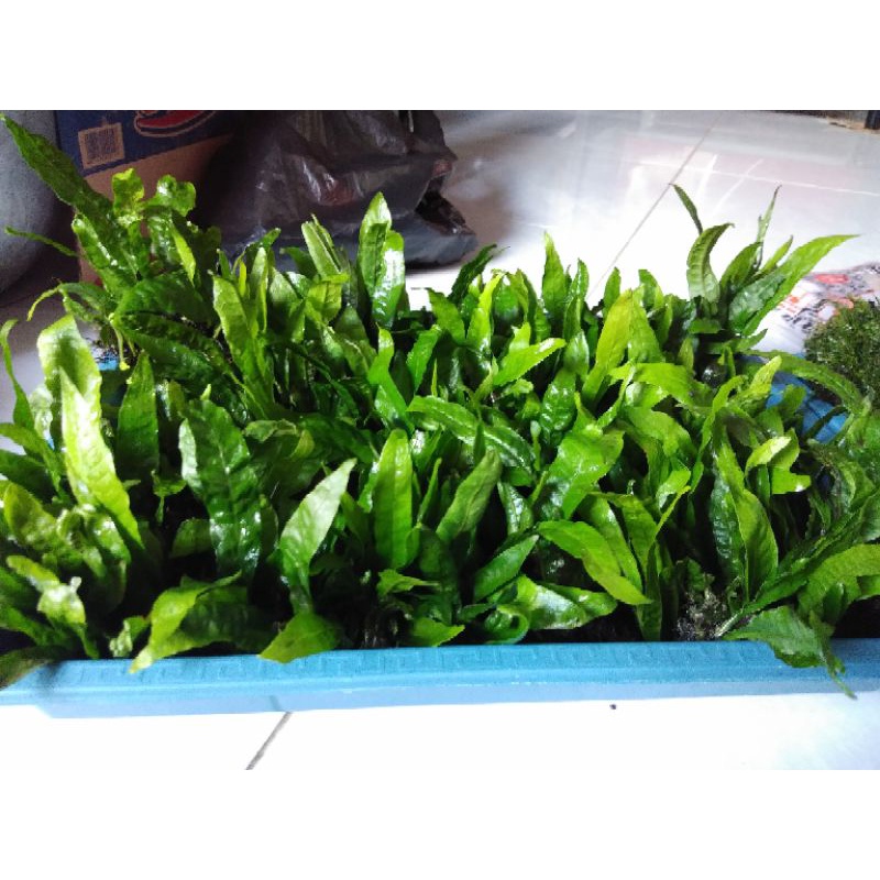 Jual kadaka mini grosir | Shopee Indonesia