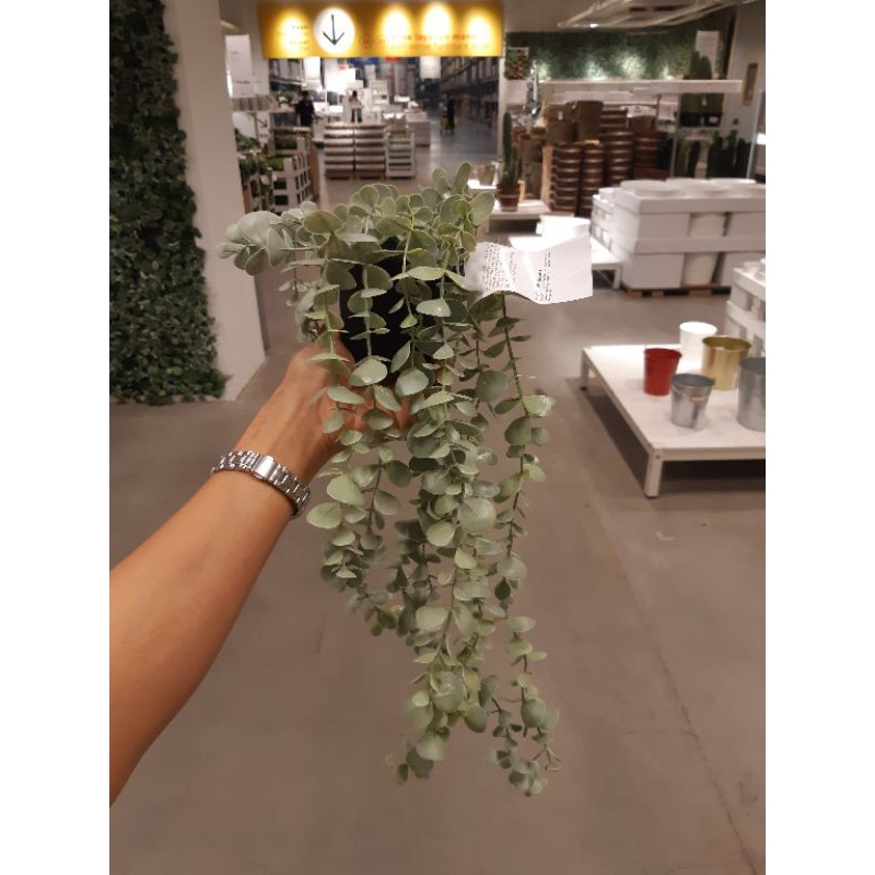 Jual Fejka Tanaman Tiruan Gantung Eucalyptus Tanaman Rambat | Shopee