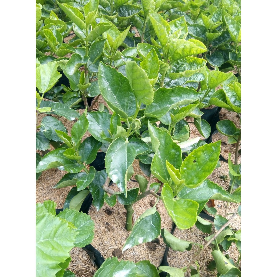 Jual tanaman hias hibiscus kuning tumpuk / bunga sepatu tumpuk / ribang ...