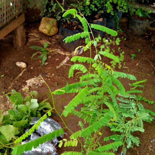 Jual Tanaman saga obat herbal tanaman saga rambat | Shopee Indonesia