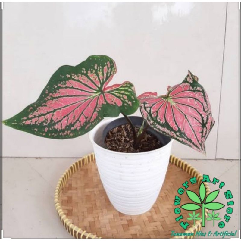 Jual Tanaman Hias Caladium Wayang Keladi Wayang Shopee Indonesia 1643