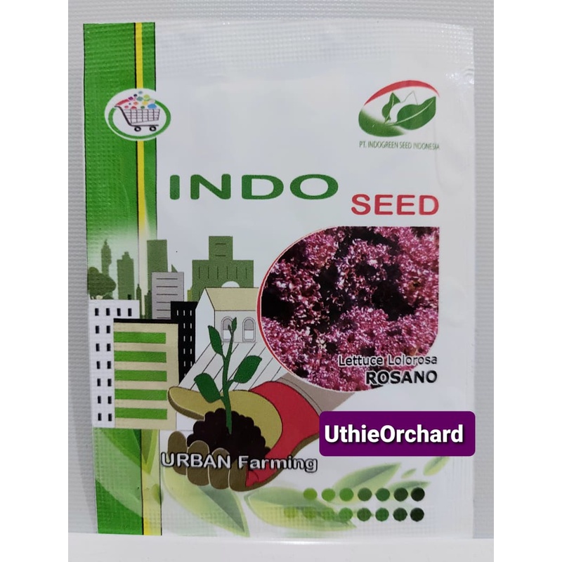 Jual Benih Indo Seed Enza Zaden - Selada Merah Lolorosa (Lollo Rosa ...