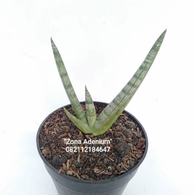 Jual Sansevieria Boncel | Shopee Indonesia