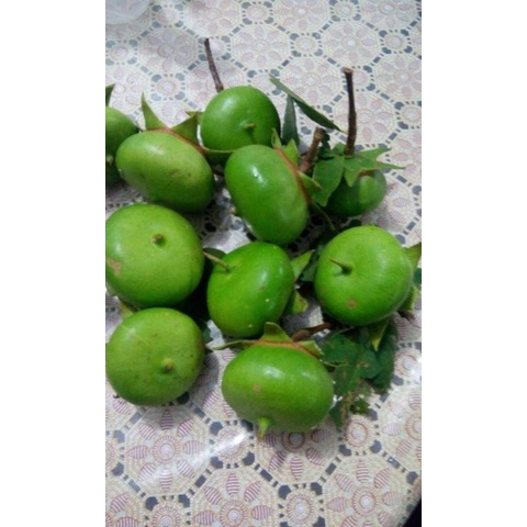 Jual 1kilo buah mangrove/buah pedada | Shopee Indonesia