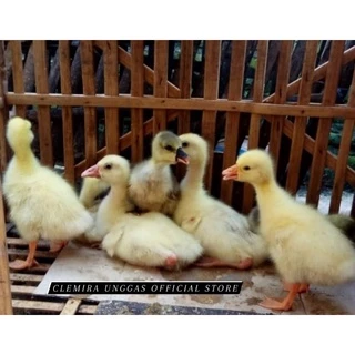 Jual jual bebek hias Harga Terbaik & Termurah April 2025