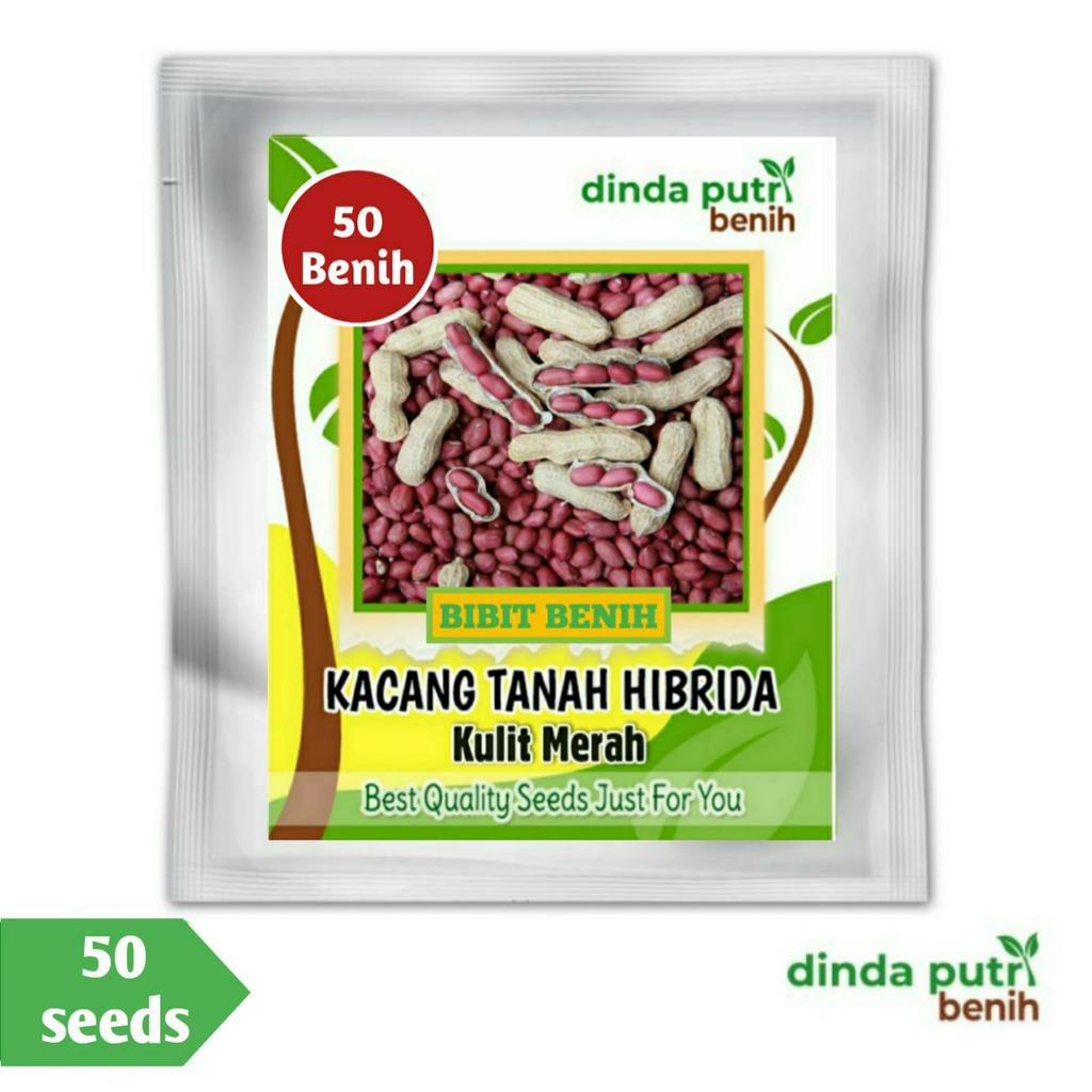 Jual Benih Kacang Tanah Hibrida Kulit Merah Isi Biji Benih Super