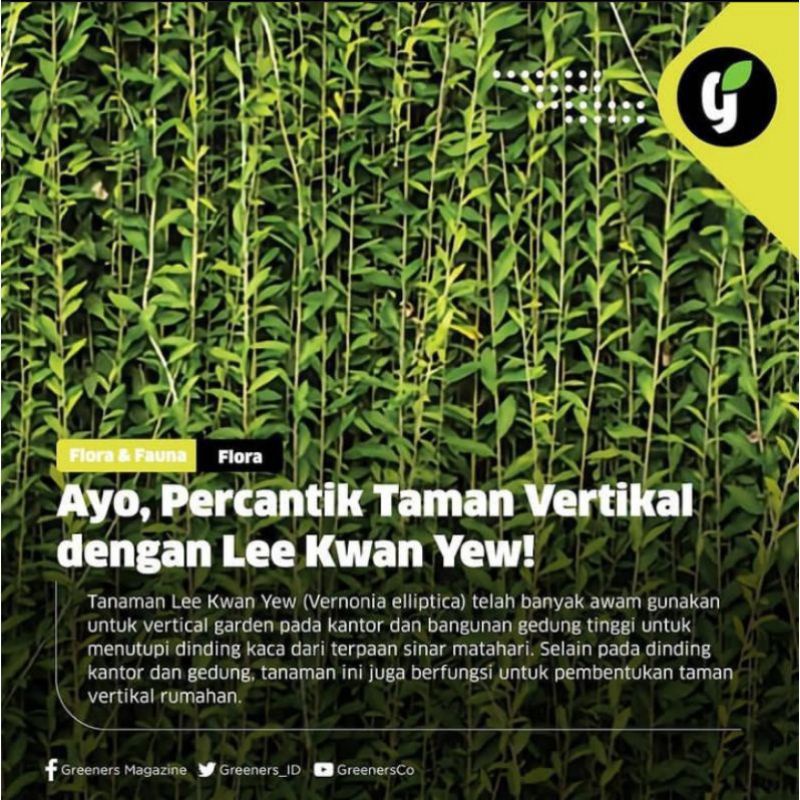 Jual Tanaman Hias Lee Kwan yew//Tanaman Li kwan yu//Tanaman Rambat ...
