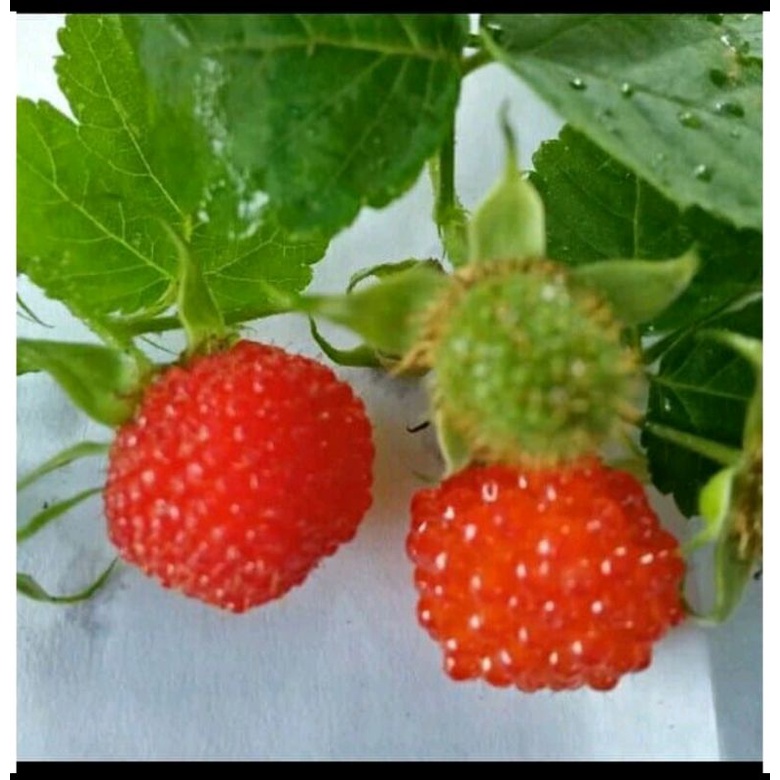 Jual Bibit tanaman Raspberry Lokal - Pohon Raspberry Lokal | Shopee ...