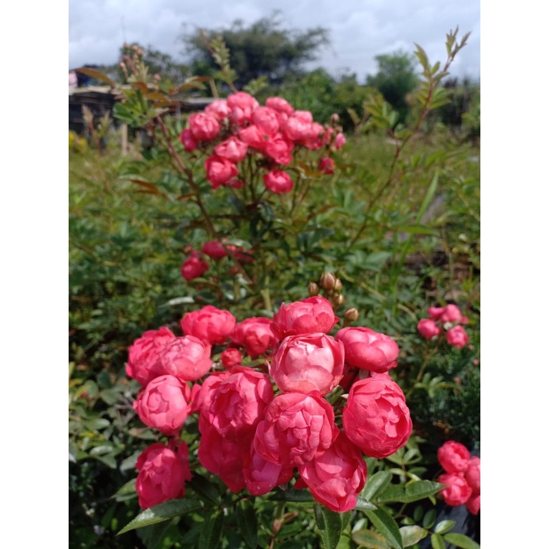 Produk Moon rose | Shopee Indonesia