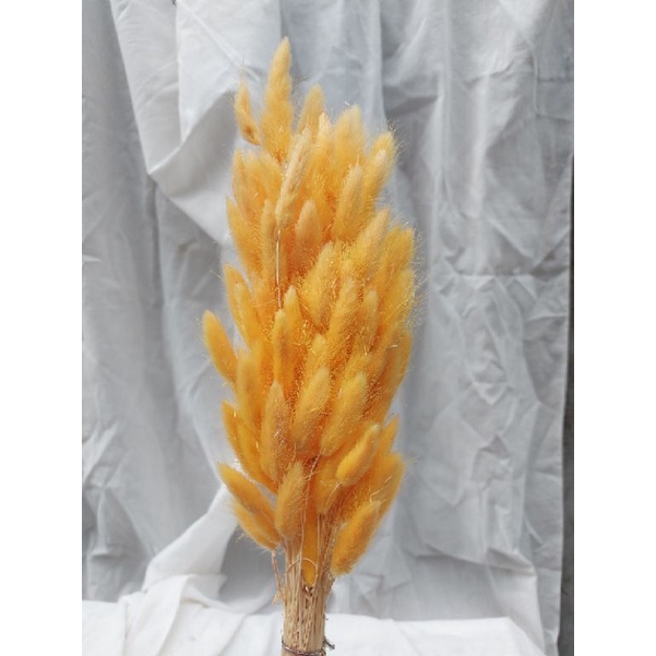 Jual Import Lagurus Bunny Tail Preserved Dried Flower Bunga