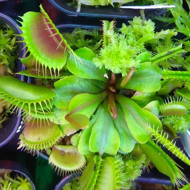 Jual Venus Fly Trap Monkey Ass Tanaman Pemakan Serangga | Shopee