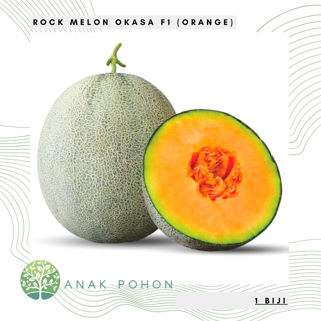 Jual Benih Bibit Biji Melon Okasa F1 Hibrida Sweet Rock Melon Orange Seeds Panen Dalam 68 