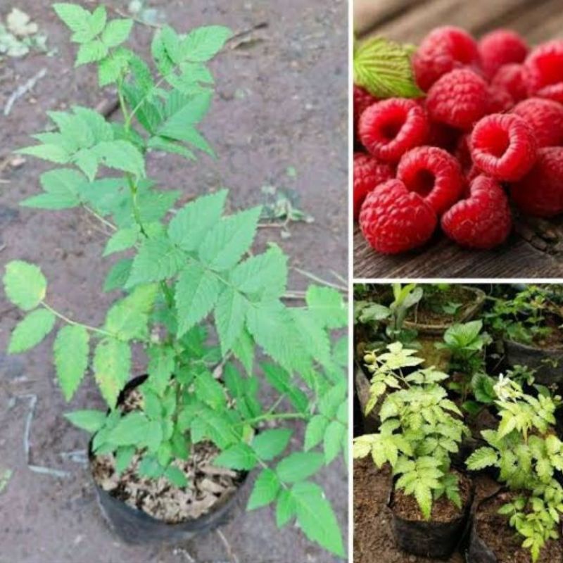Jual tanaman arbei /raspberry hutan /gucen | Shopee Indonesia