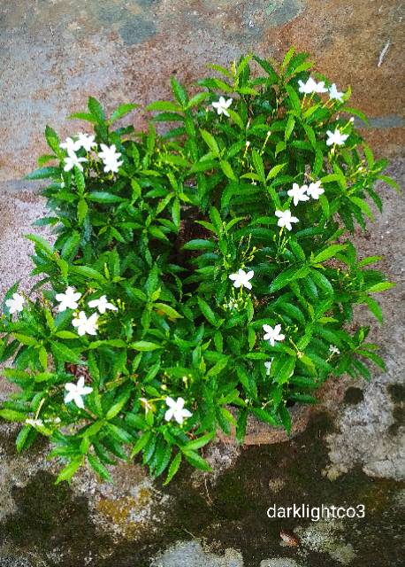 Jual Tanaman Hias Taman Bunga Rombusa Mini - Sabrina Mini Hijau ...