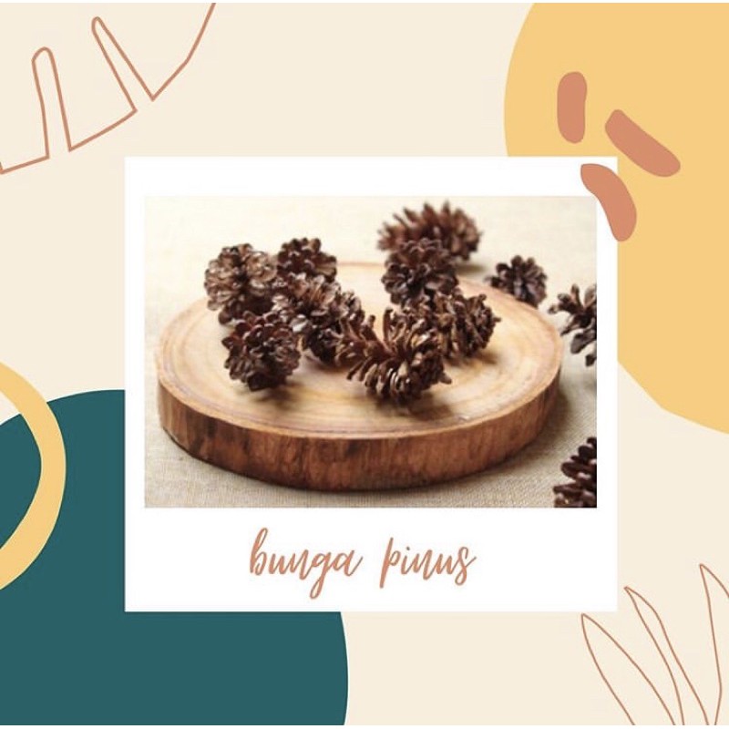 Jual bunga pinus/biji pinus daun kering | Shopee Indonesia