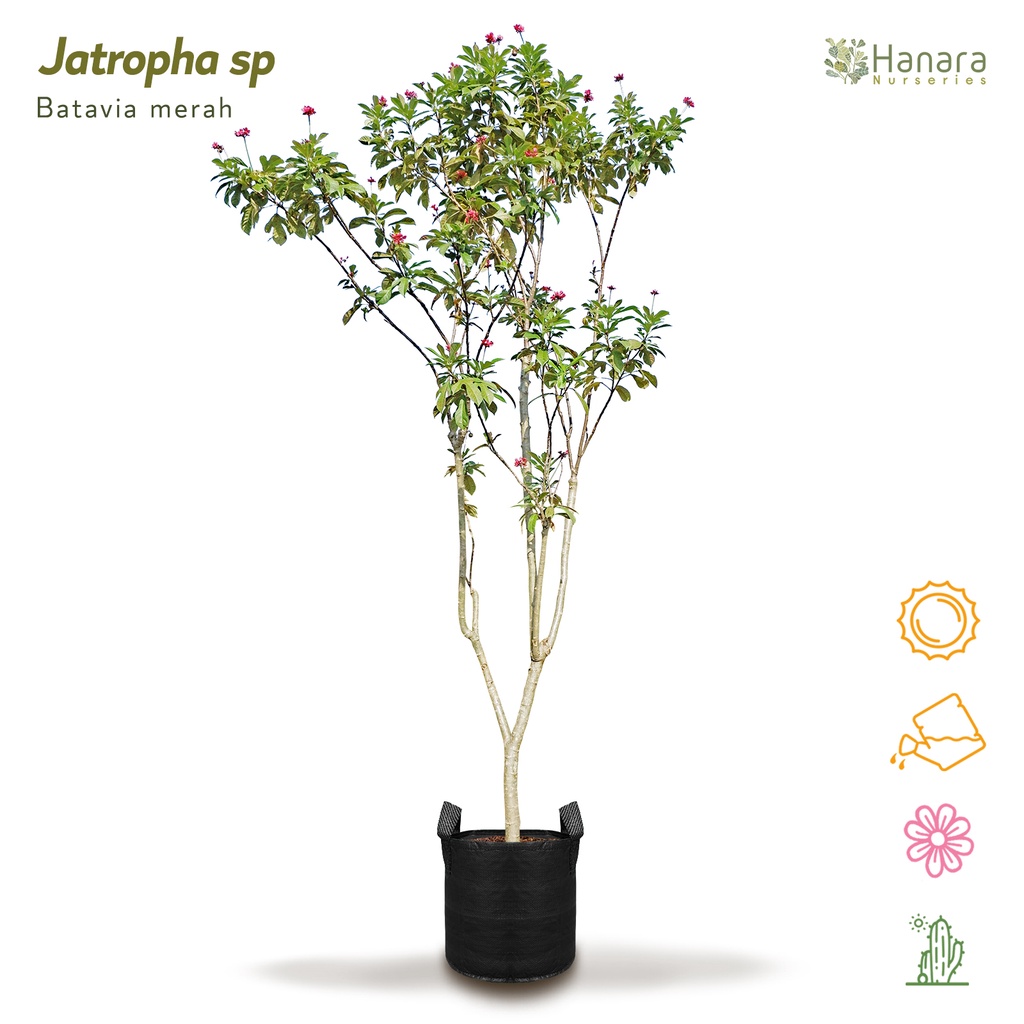 Jual Jatropha sp - Batavia merah - pohon instan/instant tree | Shopee ...