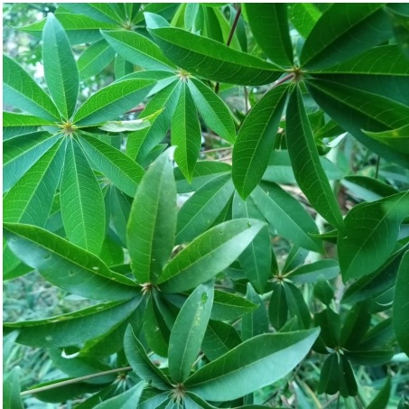 Jual DAUN RANDU/ DAUN KAPUK SEGAR 1KG OBAT HERBAL OBAT TRADISIONAL OBAT ...