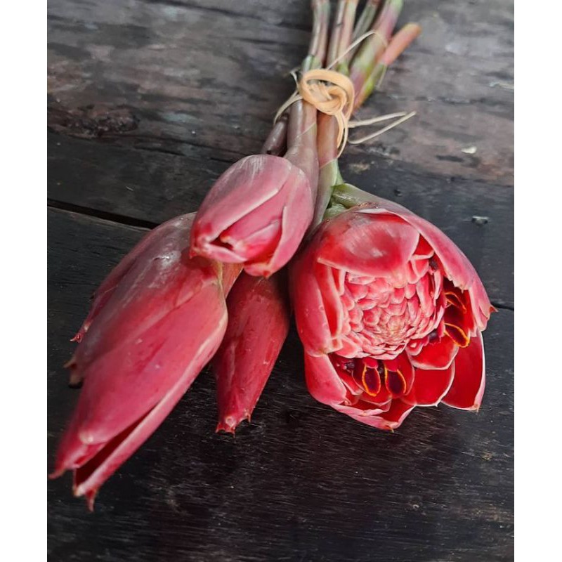 Jual Bunga Kecombrang Merah per Tangkai | Shopee Indonesia