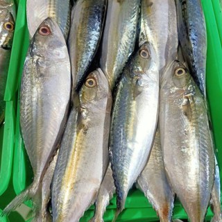 Jual IKAN GEMBUNG KURING / IKAN KEMBUNG KURING / IKAN KEMBUNG REBUS
