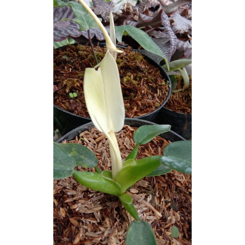 Jual Tanaman Philodendron Katak Variegata martianum variegata | Shopee  Indonesia
