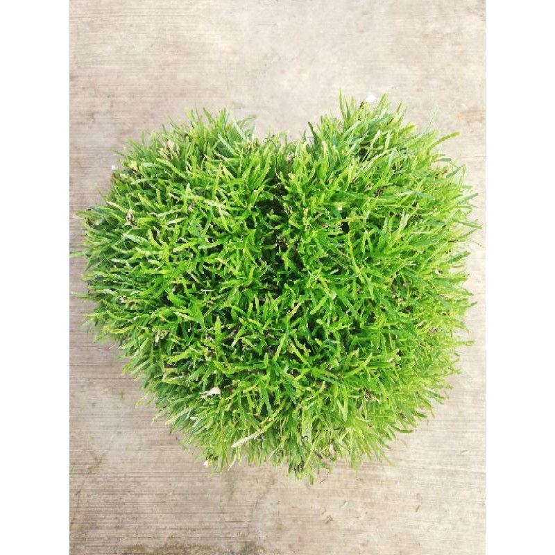 Jual RUMPUT JEPANG RUMPUT KOREA RUMPUT BUATAN RUMPUT HIAS | Shopee ...