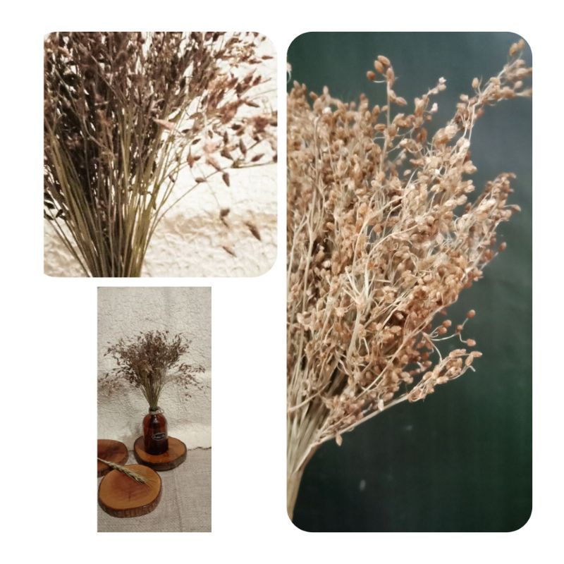 Jual Rumput Bunga Kering Nusantara Bindil Milicea Free Botol dan buble ...