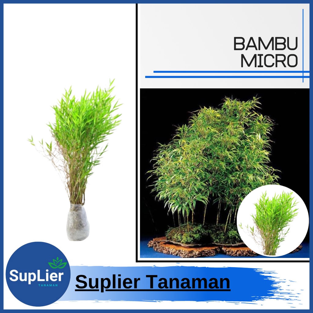 Jual Tanaman Hias Bambu Micro / Mini Bambu | Shopee Indonesia