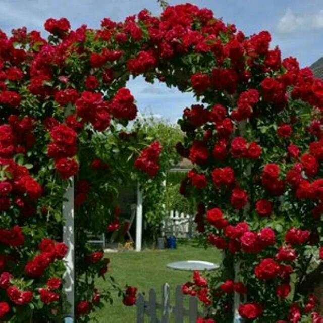 Jual Tanaman mawar rambat merah climbing rose red Shopee Indonesia