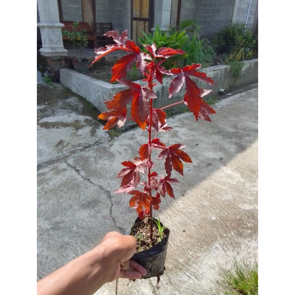 Jual Red panama maple bahan bonsai | Shopee Indonesia
