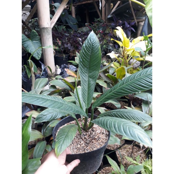 Jual Anthurium rynet | Anthurium rinet | Shopee Indonesia