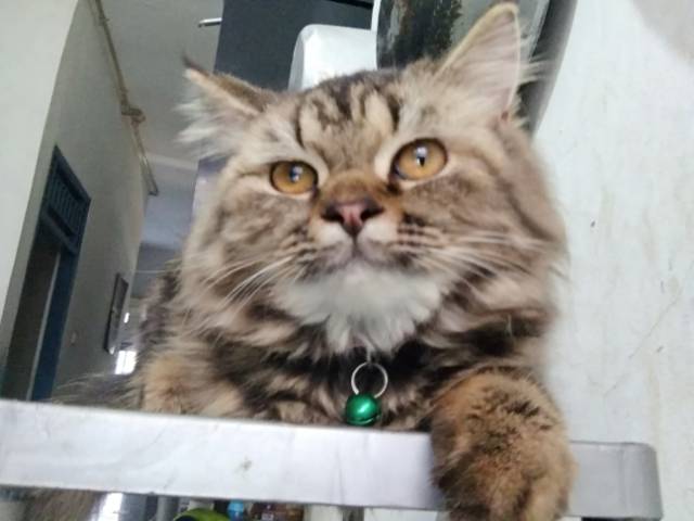 Jual Kucing Persia mix ash | Shopee Indonesia