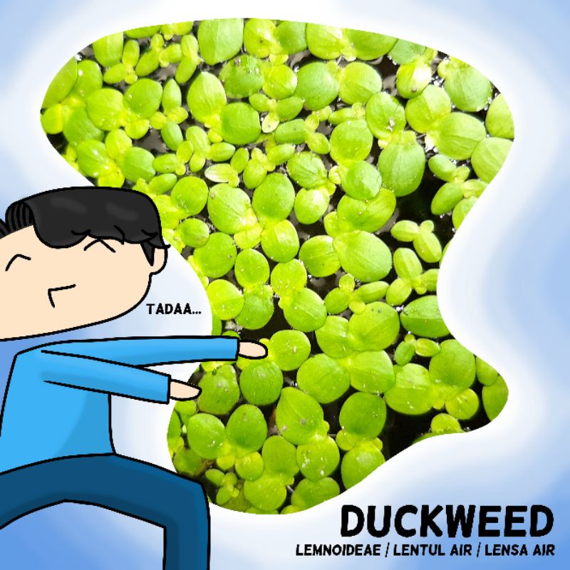 Jual Duckweed Mata Lele Tanaman Apung Aquascape Shopee Indonesia