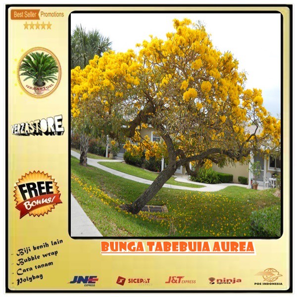 Jual Biji Benih Bibit Bunga Tabebuia Aurea Butir Shopee Indonesia