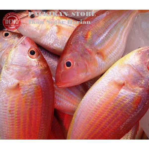 Jual Ikan Kurisi Segar Ikan Fresh Laut Kualitas Garansi Segar Shopee