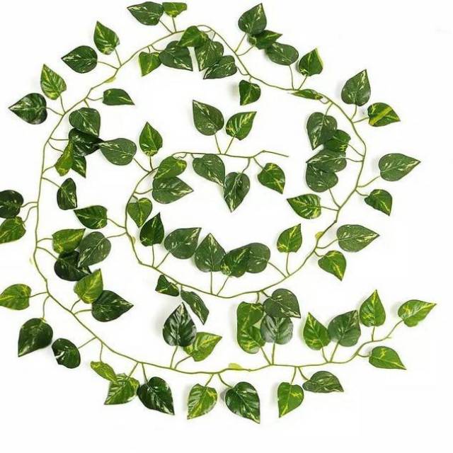 Jual DAUN RAMBAT | Shopee Indonesia