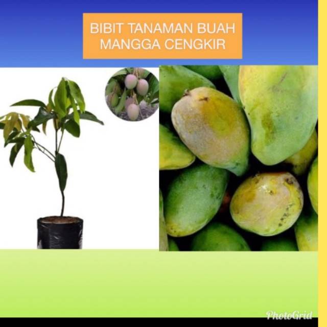 Jual Bibit Tanaman Mangga Cengkir / Mangga Indramayu | Shopee Indonesia